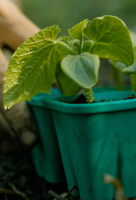 mobile hero of the Reusable Seed Starting Trays